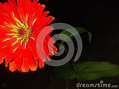 Absolutely stunning orange zinnia Stock Photo