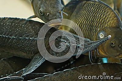 Absolutely stunning sturgeon Stock Photo