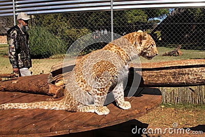 Absolutely Unique Strawberry Leopard Editorial Stock Photo