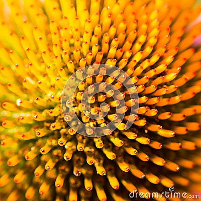 Abstact flower macro of a echinacea blossom Stock Photo