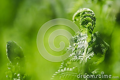 Abstact natural background. Fern leaf isolated natural blurred ferns pattern Stock Photo