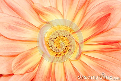 Abstact natural flower background with a dahlia blossom Stock Photo