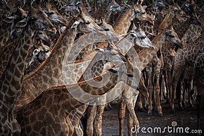 Abstrack flock of giraffe in wild Stock Photo