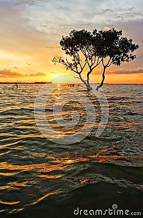 Abstract, amazing landscaping, tree, sun, ripple Stock Photo