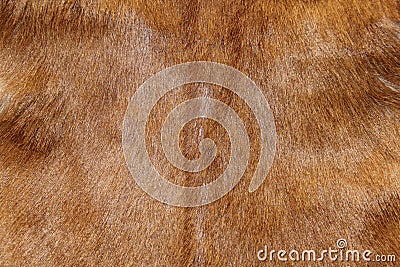 Abstract animal fur texture Stock Photo