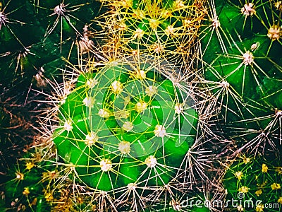 The abstract art design background of cactus,sharp thorn,The Echinopsis Calochlora Cactus Stock Photo