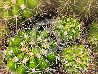 The abstract art design background of cactus,sharp thorn,The Echinopsis Calochlora Cactus,beauty by nature Stock Photo
