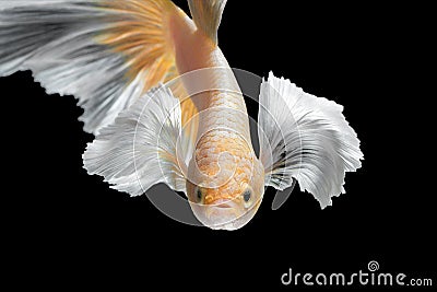 Abstract art movement of colourful Betta fish Stock Photo