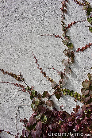 Abstract art texture background of attractive Boston ivy vines on a white stucco wall Stock Photo