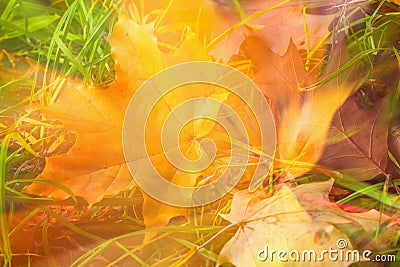 Abstract autumn background. Blurred fallen colorful autumn leaf of maple in grass, natural fall art Stock Photo