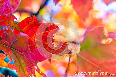 Abstract autumn background, old orange leaves, dry tree foliage, soft focus, autumnal season, changing of nature, bright sunlight Stock Photo