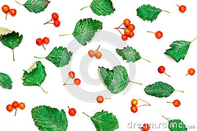 Abstract autumn. Green leafs, orange fruits Rowans isolated on white background - Nature pattern. Template fall harvest Stock Photo