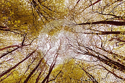 Abstract Autumn Tree Canopy and Silhouettes- 3 Stock Photo