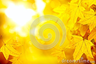 Abstract autumn yellow leaves nature background Stock Photo