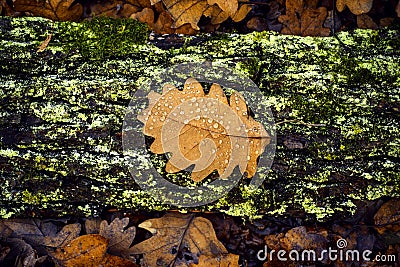 Abstract background of autumn leaves. Decorate with forest autumnal background. Stock Photo