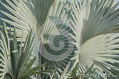 Abstract background of Bismarck palm leaf. Stock Photo