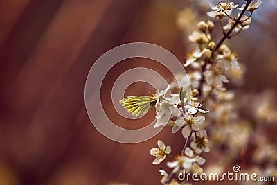 Abstract background in brown tones. Blurry white flowers and a yellow butterfly. Selective focus Stock Photo