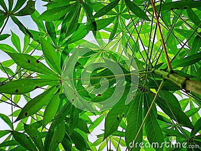 Cassava trees Stock Photo