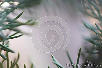Abstract background close up blurred conifer evergreen fir tree branches natural Stock Photo