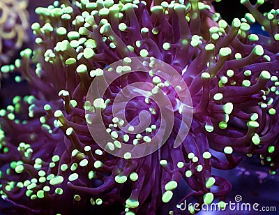 Frogspawn euphyllia coral abstract Stock Photo