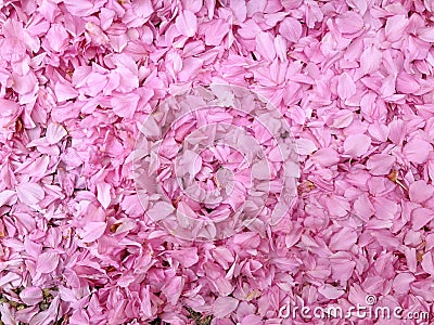 Pink Flowers Background Stock Photo