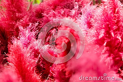 Abstract Background of Fantasy Flower Dream cloud beautiful color Stock Photo