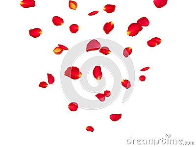 Abstract background with flying pink rose petals. Vector illustration isolated on a background. Vector Illustration