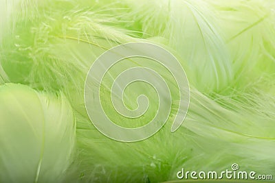 Abstract background. Green downy feathers Stock Photo