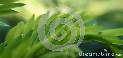 Abstract background of the green grass leaves with blurred effect Stock Photo