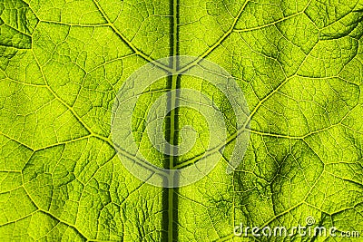 Abstract background green leaf closeup. Image for project and design. Green Texture Leaf. Nature Background Stock Photo