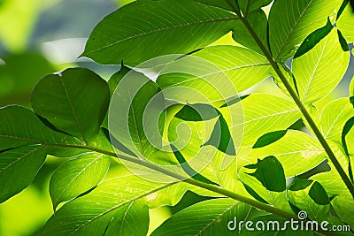 Abstract background of green leaves sunlight shines Stock Photo