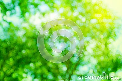 Abstract background green tree bokeh, blur nature Stock Photo