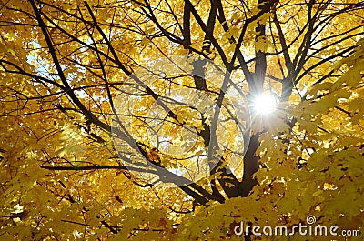 Abstract background from leaves and branches of the maple tree and the sun Stock Photo