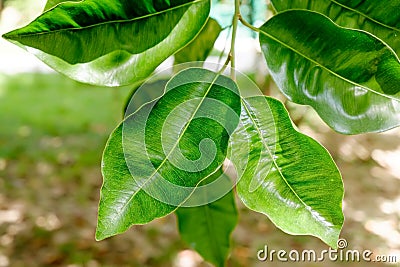Abstract background with leaves of Ficus on the tree. Stock Photo