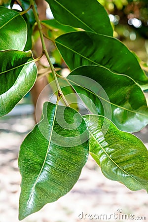 Abstract background with leaves of Ficus on the tree. Stock Photo