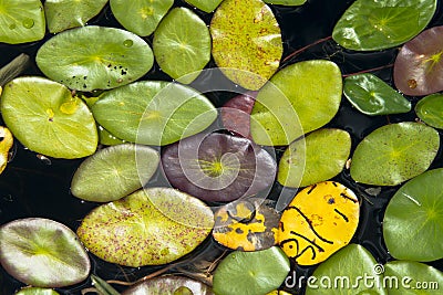 Abstract Background Lily Pads in Lake, Nature Colors Stock Photo