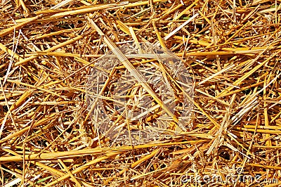 Abstract background of mowed wheat ears and straw Stock Photo