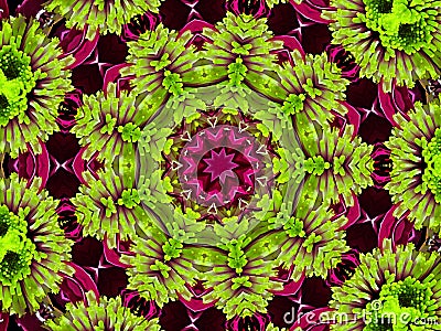 Chrysanthemum natural pattern Stock Photo