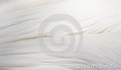 Abstract background of pelican feathers Stock Photo