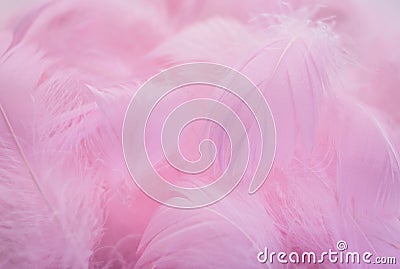 Abstract background. Pink downy feathers Stock Photo