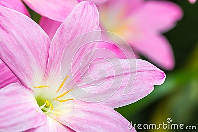 Abstract background of pink flower petals, Zephyranthes rosea, R Stock Photo