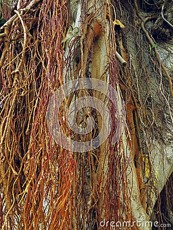 Abstract background red lianas on tree trunk. Tangle of lianas close up. Wood texture Stock Photo