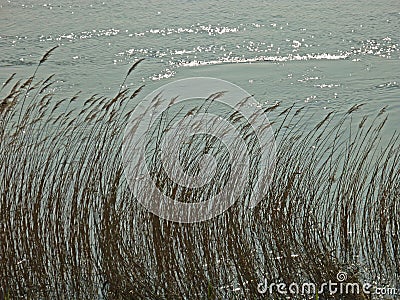 Abstract background of seagrass Stock Photo