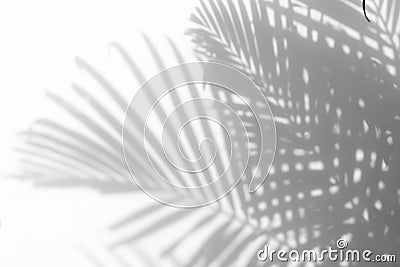 Abstract background of shadows palm leaf on a white wal Stock Photo