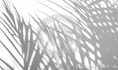 Abstract background of shadows palm leaf on a white wall Stock Photo