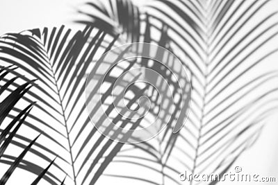 Abstract background of shadows palm leaf on a white wall Stock Photo