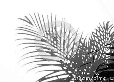 Abstract background of shadows palm leaf on a white wall Stock Photo