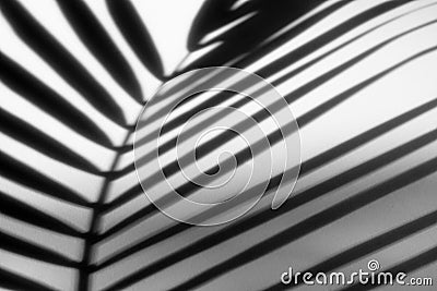 Abstract background of shadows palm leaves on a white wall. Stock Photo