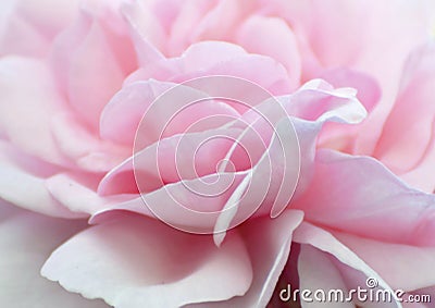 Abstract background soft pale baby pink rose petals wallpaper Stock Photo