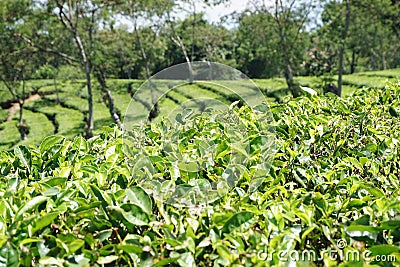 tea leaf garden view Stock Photo